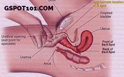 Role Of Female G Spot In Female Reproductive System